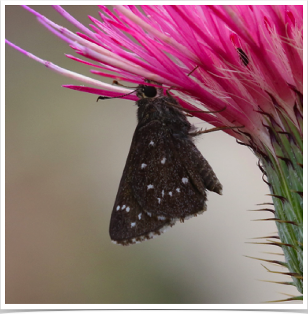 Large Roadside-Skipper